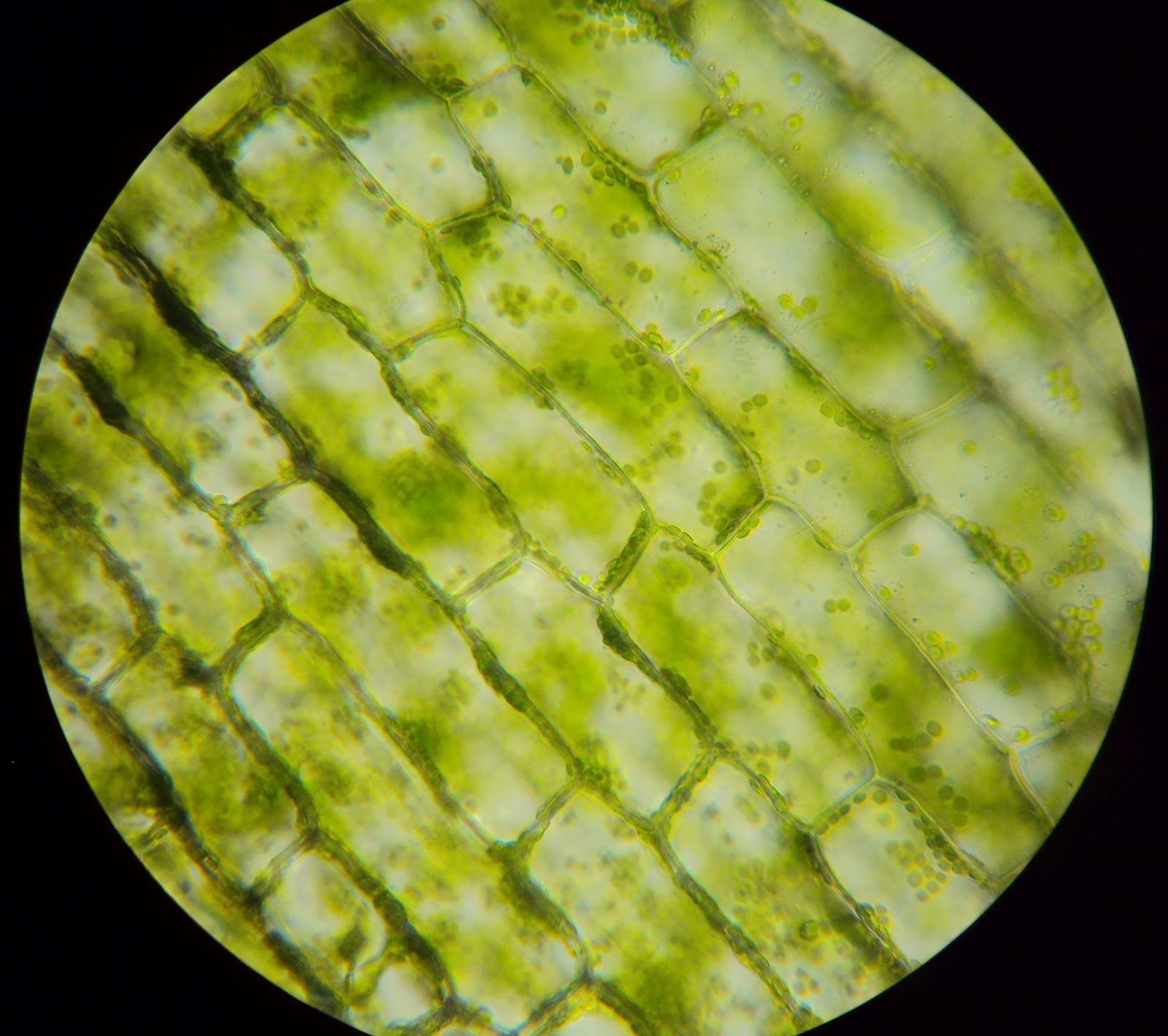 Микропрепараты ботаника. Клетка элодеи хлорофилл. Хлоропласты элодеи. Элодея хлорофилл. Хлоропласты в листе элодеи.