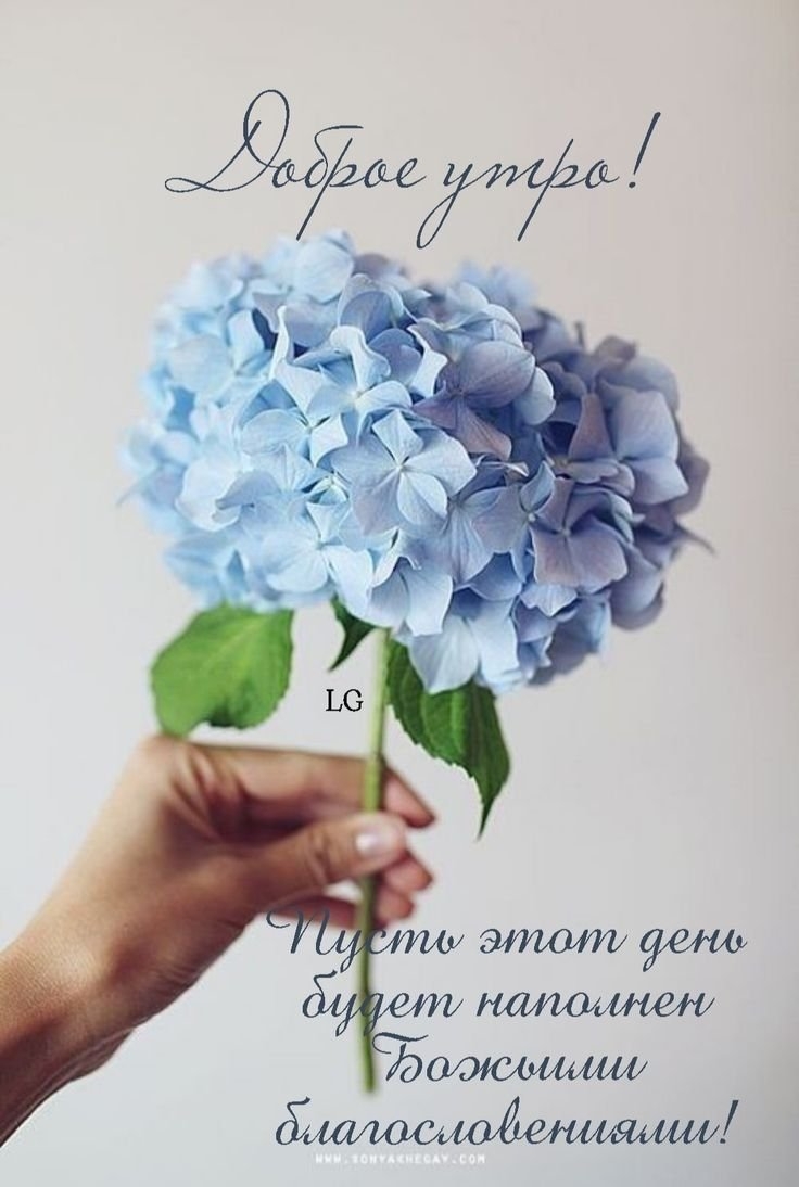 Воздушные гортензии