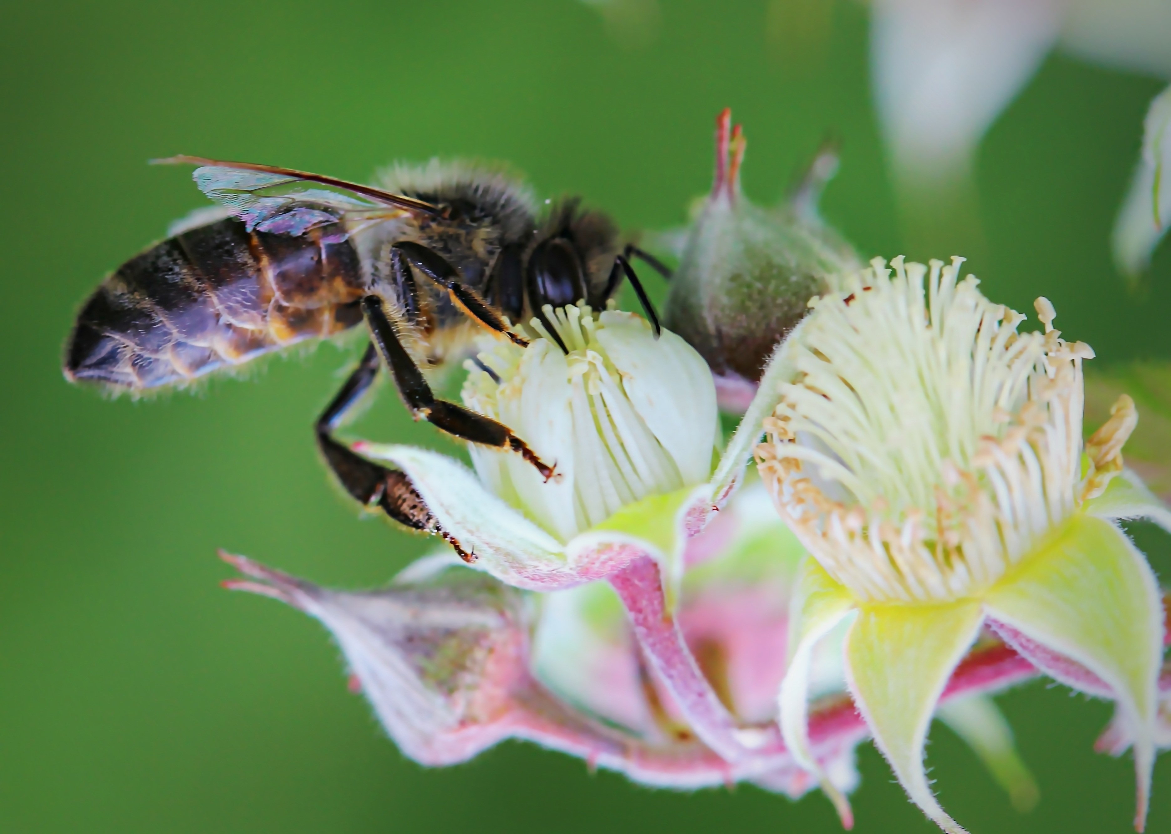 Какая ботаническая наука изучает опыление. Гималайская медоносная пчела. Пчела на цветке. Опыление насекомыми. Пчелы опыляют растения.