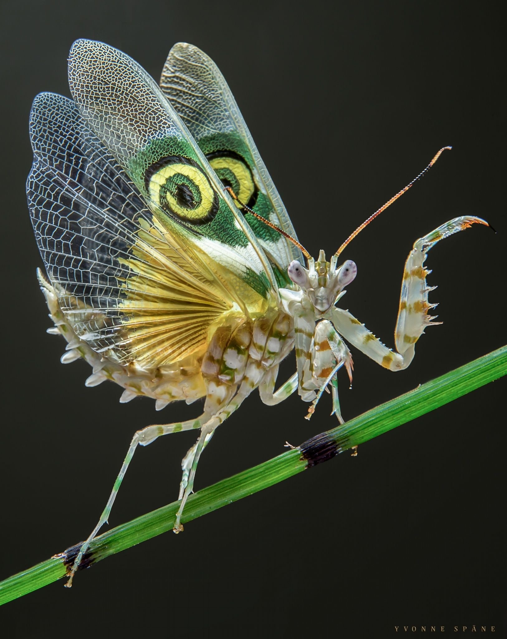 Богомол интересные. Богомол Pseudocreobotra wahlbergii. Богомол Мантис(бабочка). Бабочка богомол Мантис бабочка. Spiny Flower Mantis (Pseudocreobotra wahlbergii).