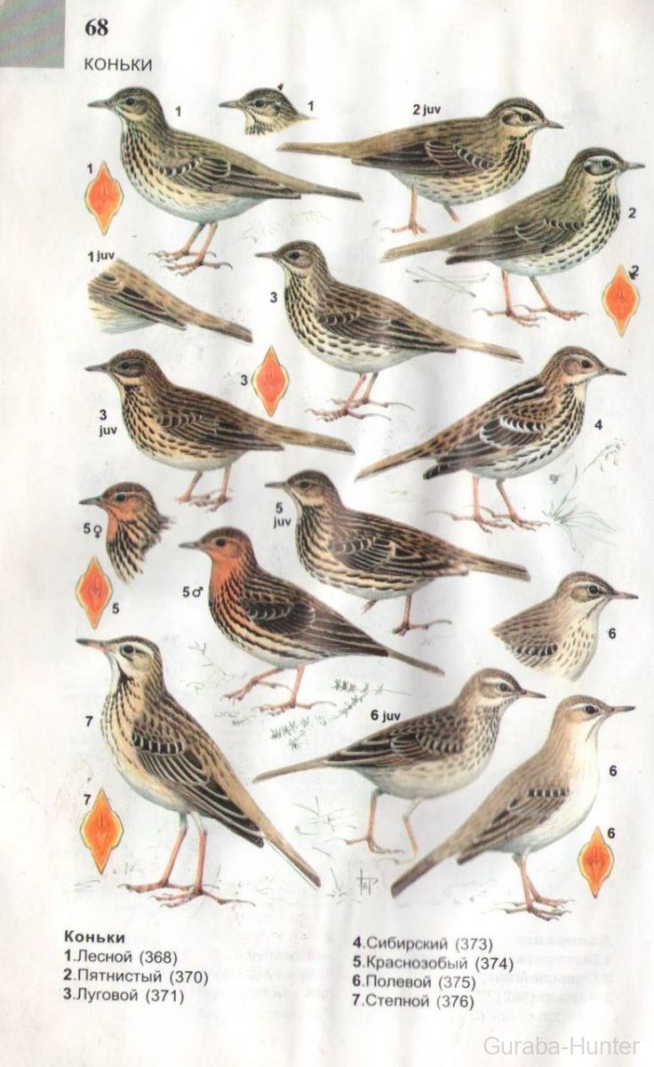 Атлас определитель птиц Урала