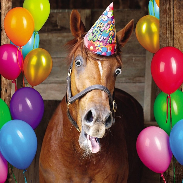 С днем рождения лошади