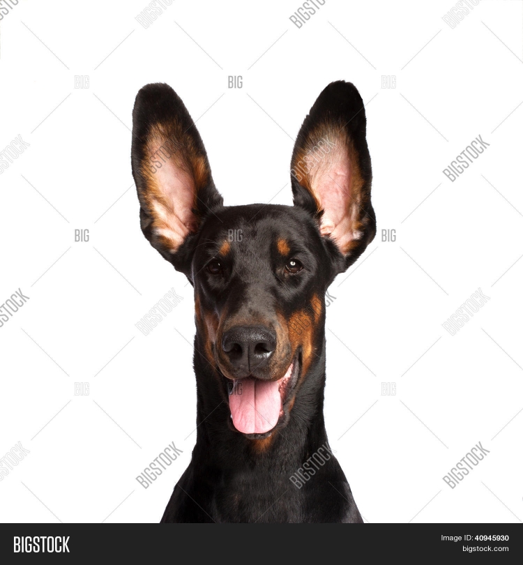Собака картинки стоячие уши