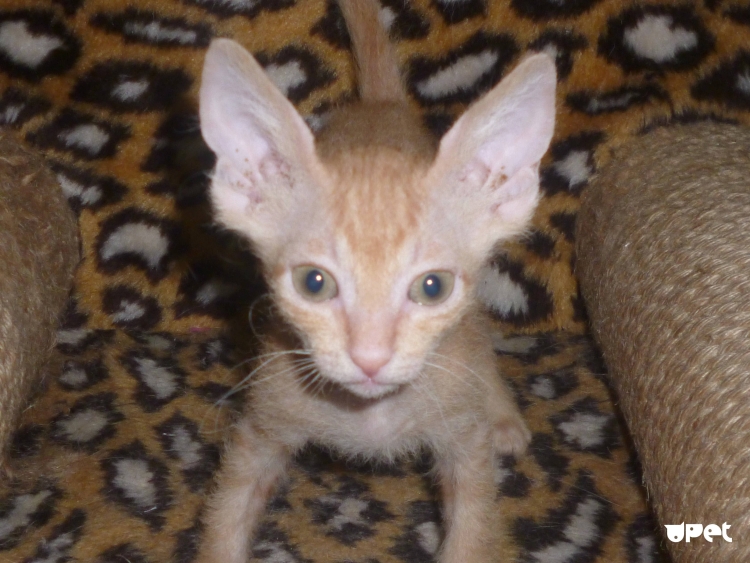 Сфинкс кот метис
