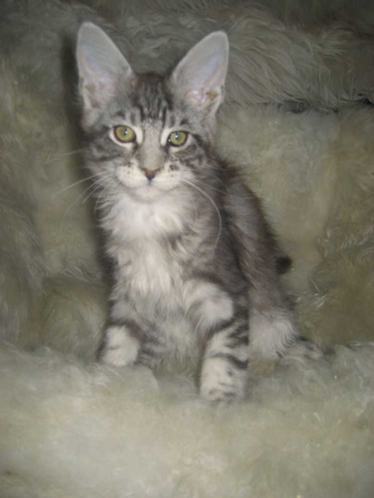 Котята Мейн куна серые