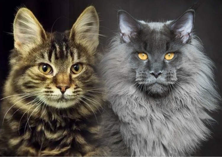Котята Мейн кун метисы