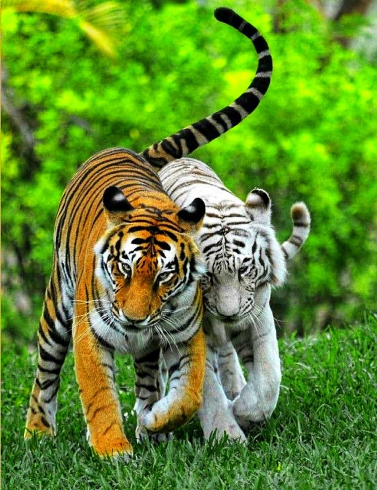 Тигры любовь картинки красивые