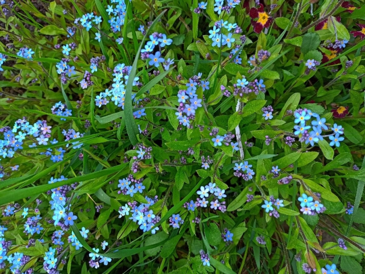 Сорняк голубой цветок