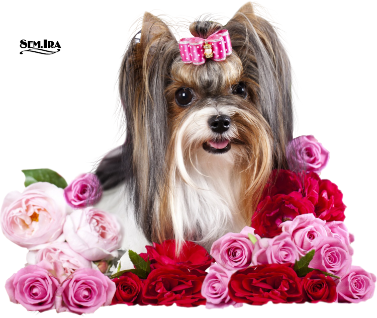 С днём рождения женщине с собачками