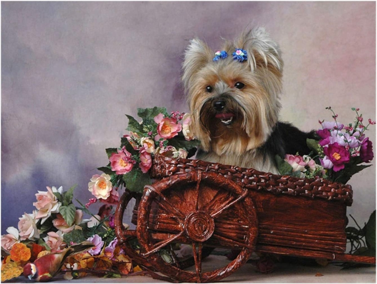 Йоркширский терьер с цветочками