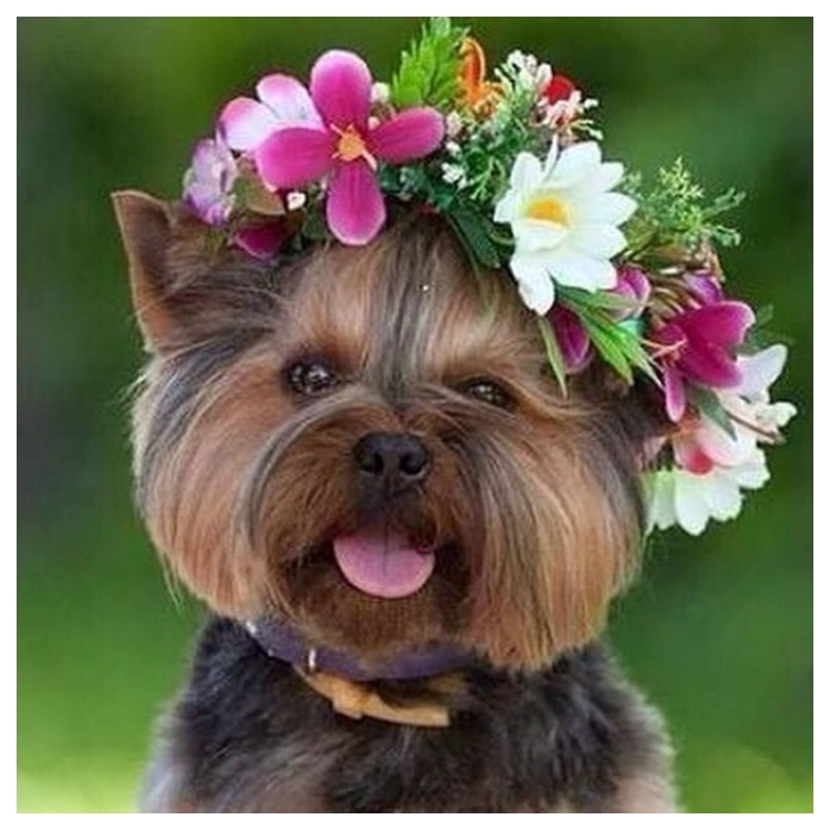 Йоркширский терьер с розой