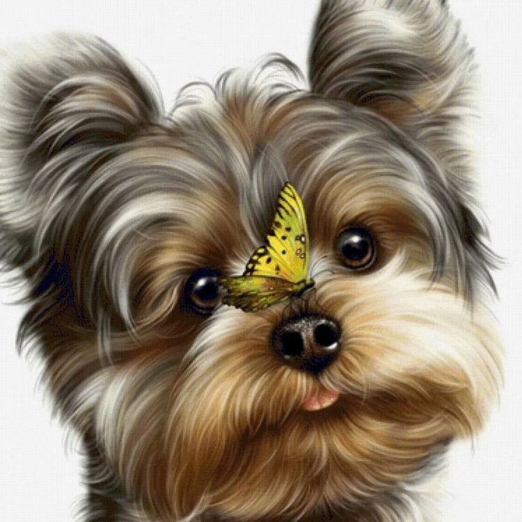 Злая собака Йоркширский терьер