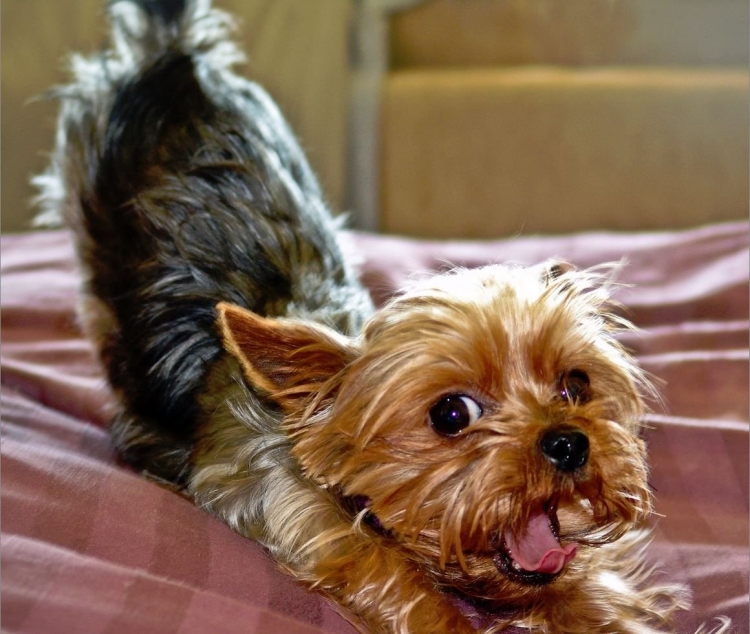 Доброе утро Йоркширский терьер