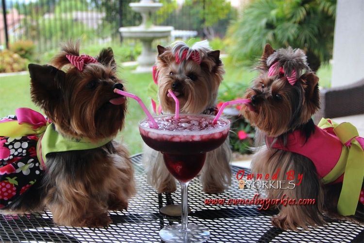 Йоркский терьер с днем рождения