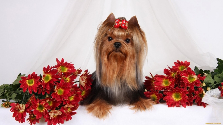 Йоркширский терьер Моника