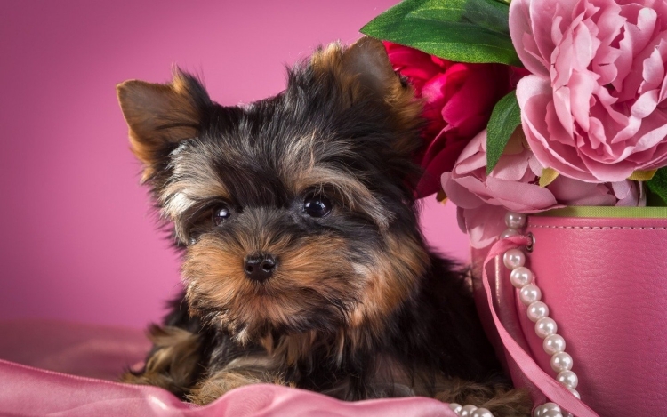 Тойтерьеры и Йоркширский терьер