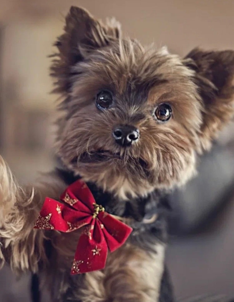 Йоркширский терьеры добрые.