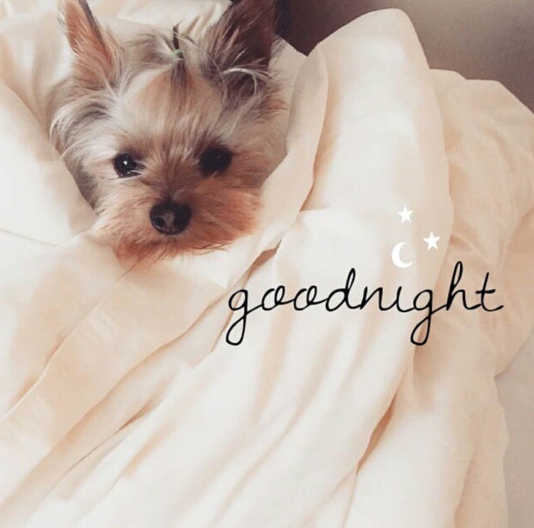 Доброе утро Йорк