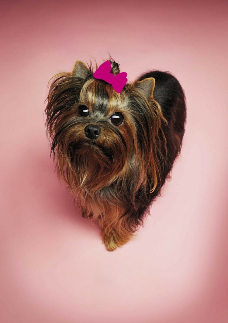 Слоган салона для собак