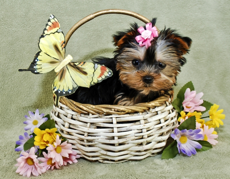 Йоркширский терьер в коробке