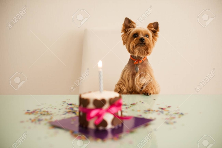 Торт на день рождения с Йорком