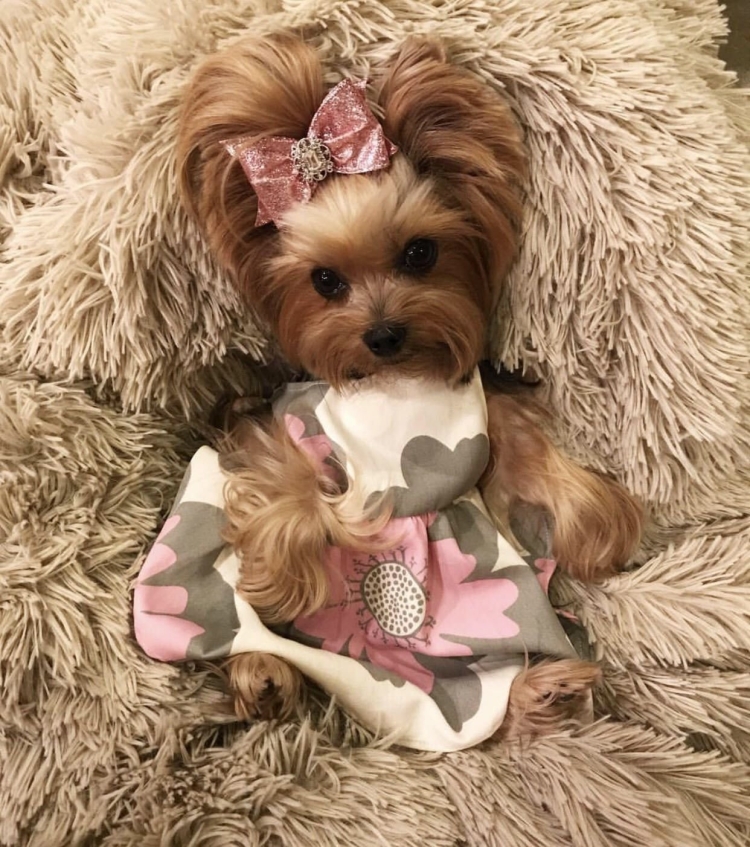 Йоркширский терьер стандарт и мини