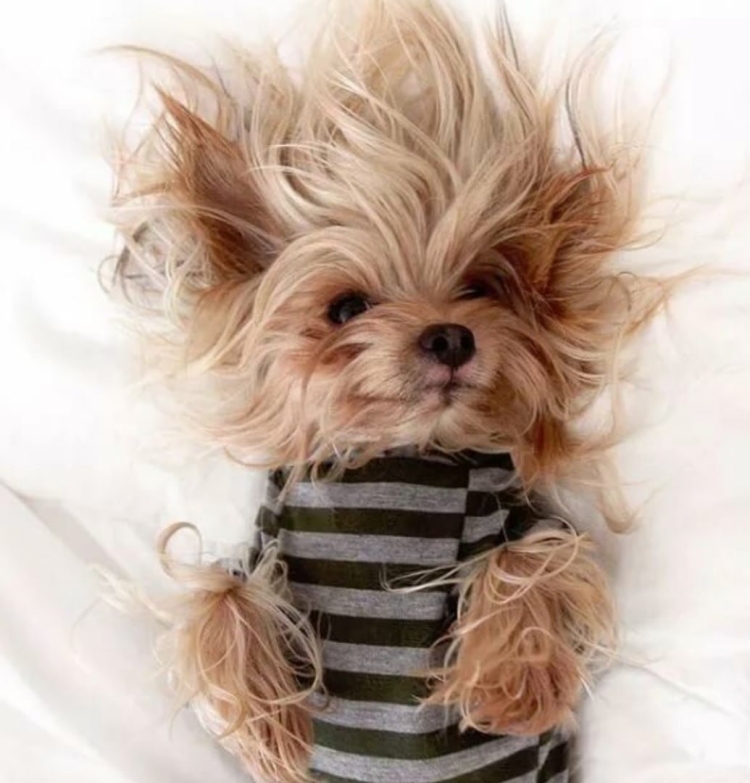 Смешной Йоркширский терьер