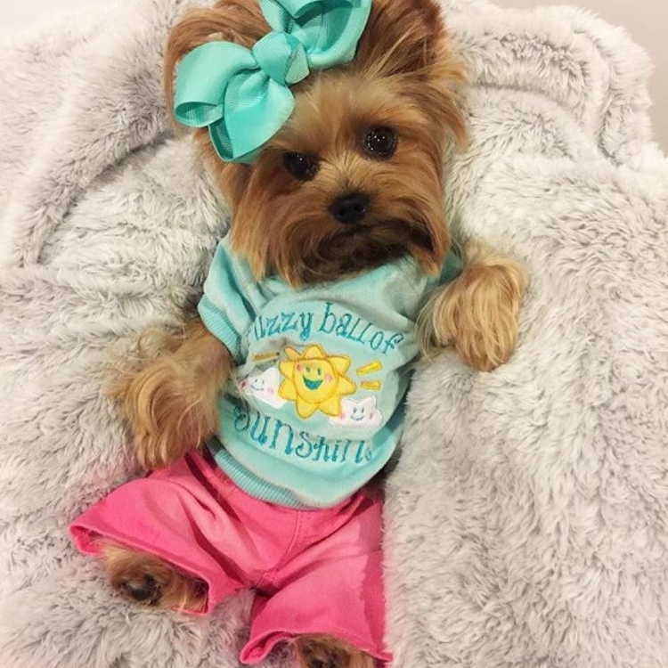 Йоркширский терьеры добрые.