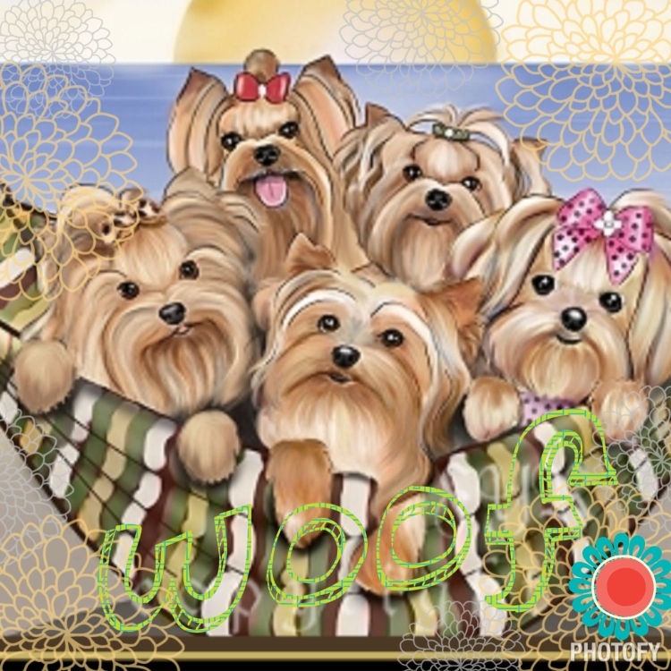 Йоркширский терьер открытка