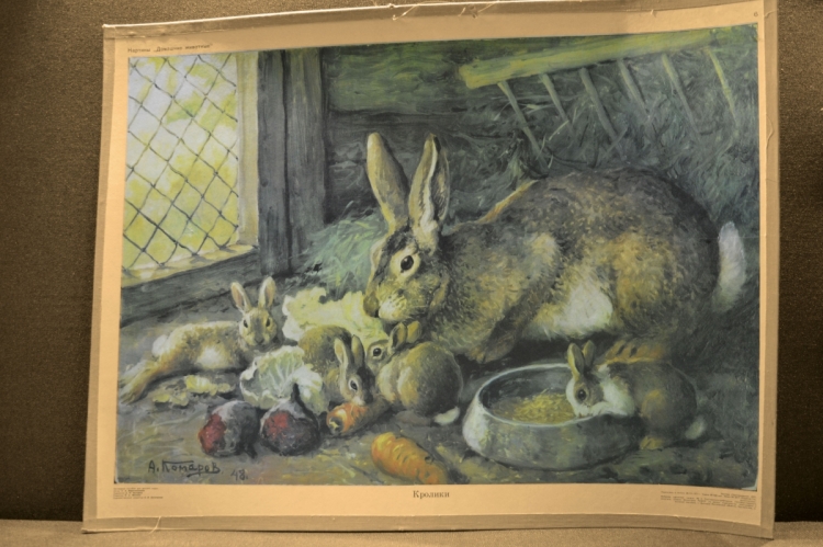 Кролики с.а.Веретенникова