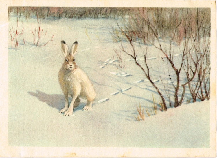 Н. Комарова "заяц Беляк"