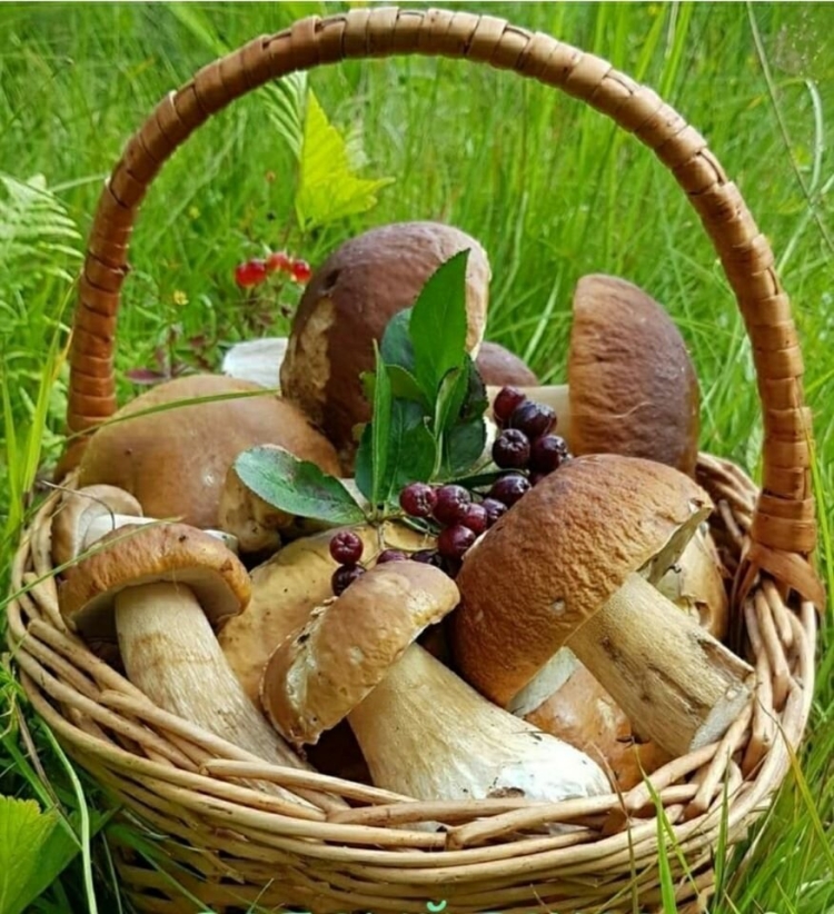 Лукошко с грибами