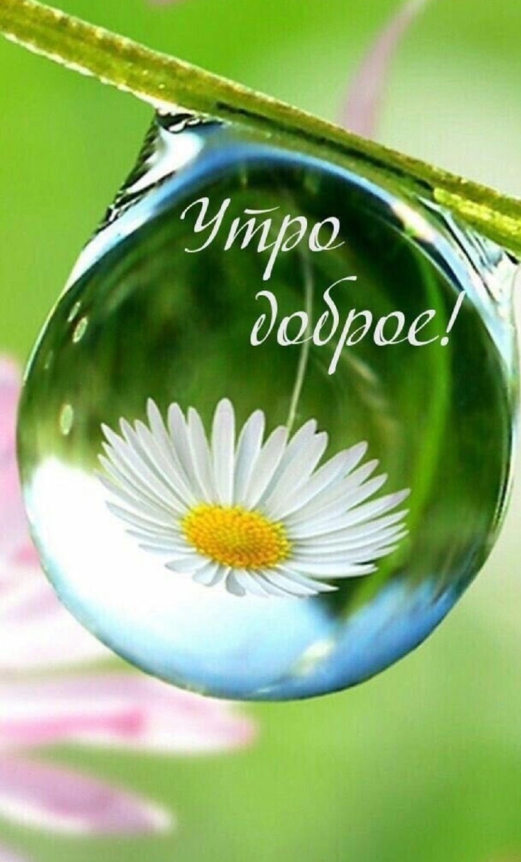 Открытки с добрым утром с природой