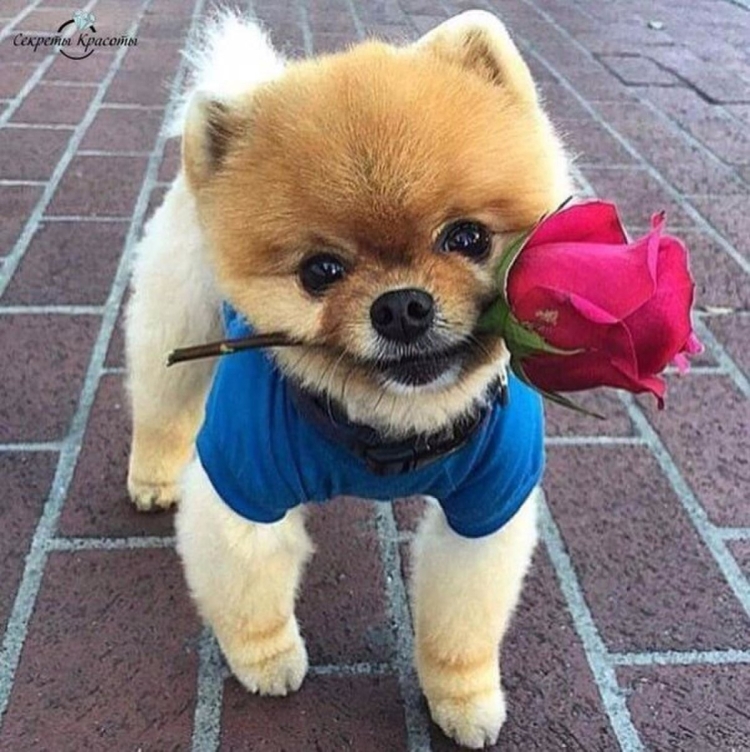 Привет Светик
