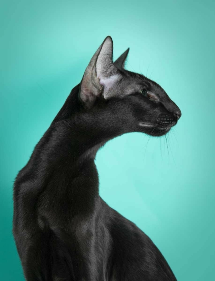 Кот породы Ориентал