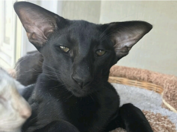 Кот Ориентал черный