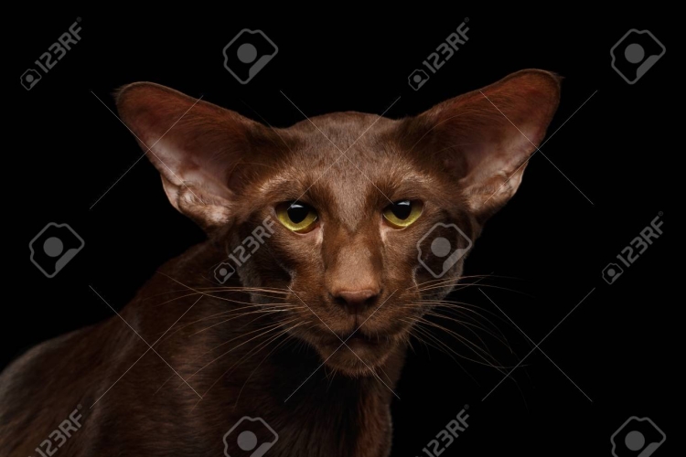 Кошка Афина Ориентальная