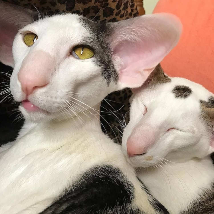 Ориентальная кошка Котопес