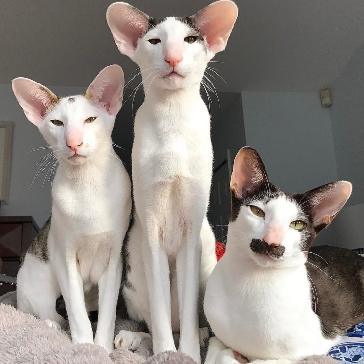 Коты ориенталы