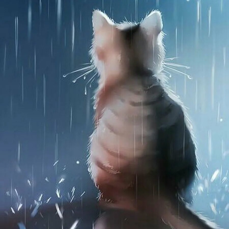 Грустный котик под дождем
