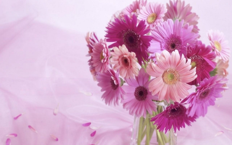 Нежно розовые герберы