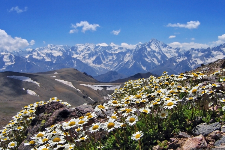 Национальный парк Алания Флора