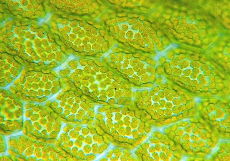 Листик под микроскопом