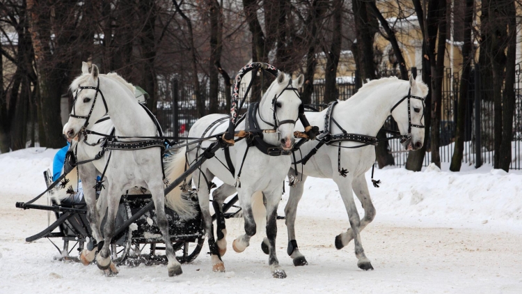 Тройка лошадей фото