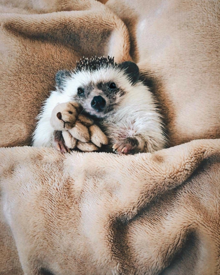 Ежик в одеяле