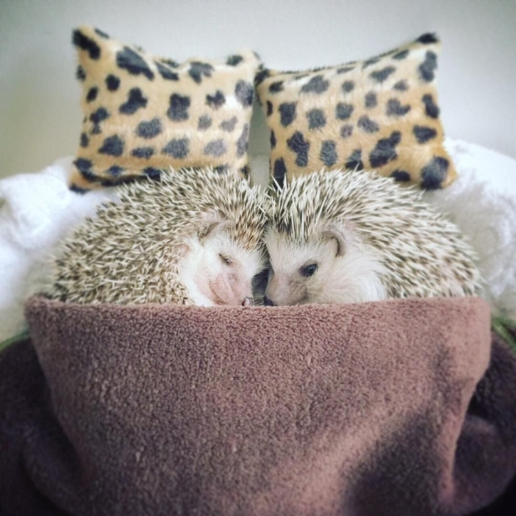 Спящий Ежик