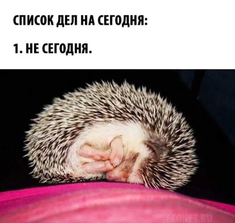 Спокойной ночи Ежик мой