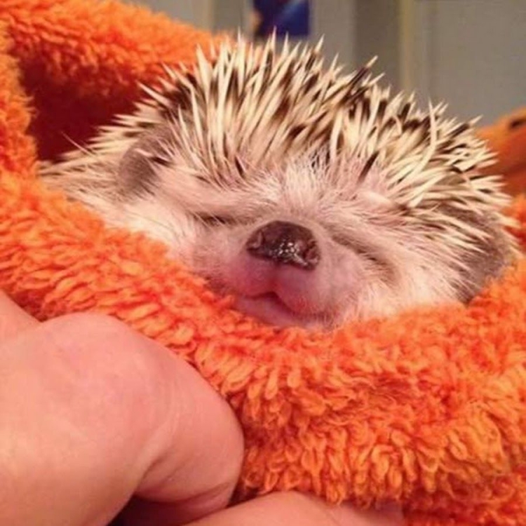 Спокойной ночи с ежиком