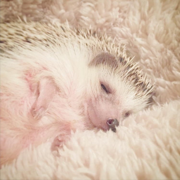 Сонный Ежик