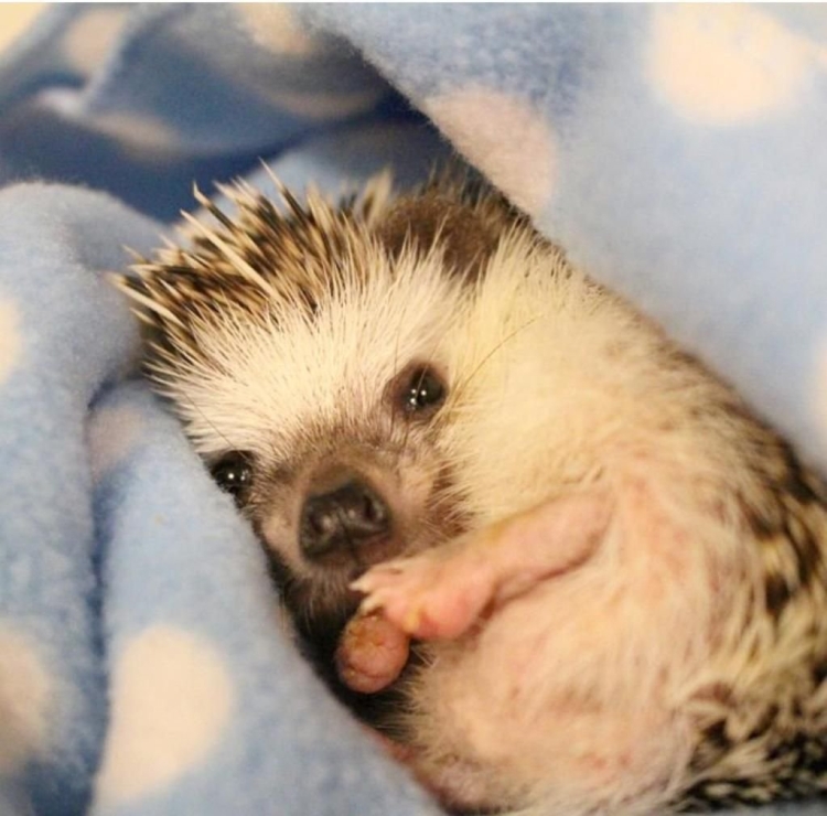 Спящий Ежик